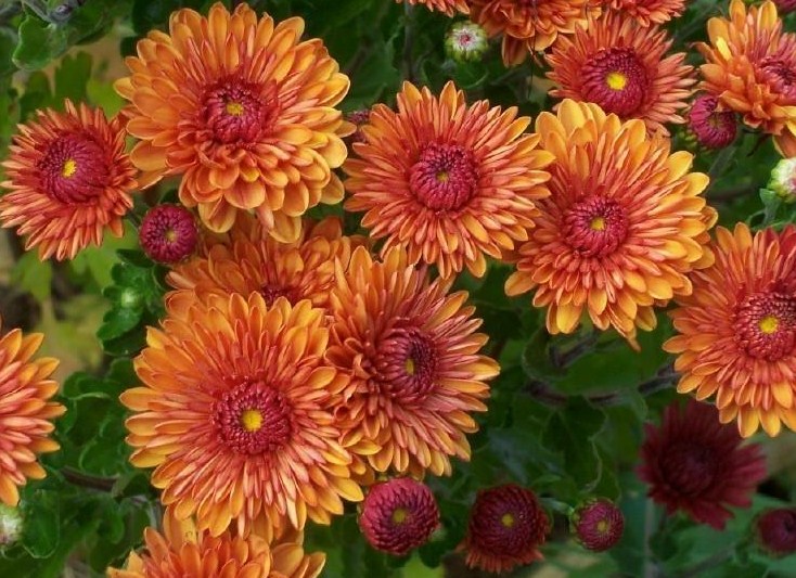 fall mums  Salient Landscaping, Snow Removal, Fall Clean Up, Ann 